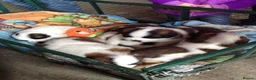 Saint Bernard dogs for sale: Classic healthy saint Bernard puppies ready now.. in Bath - Advert 4