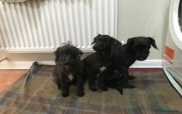 Mixed Breed dogs for sale: Bedlington whippet Italian grayhound x  - Advert 4