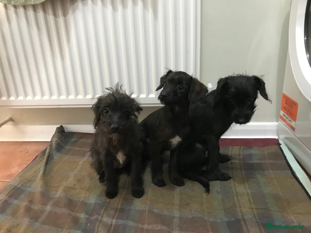 Mixed Breed dogs for sale: Bedlington whippet Italian grayhound x  - Advert 4