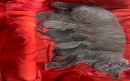 British Shorthair cats for sale: Little bundles of joy - Image 1