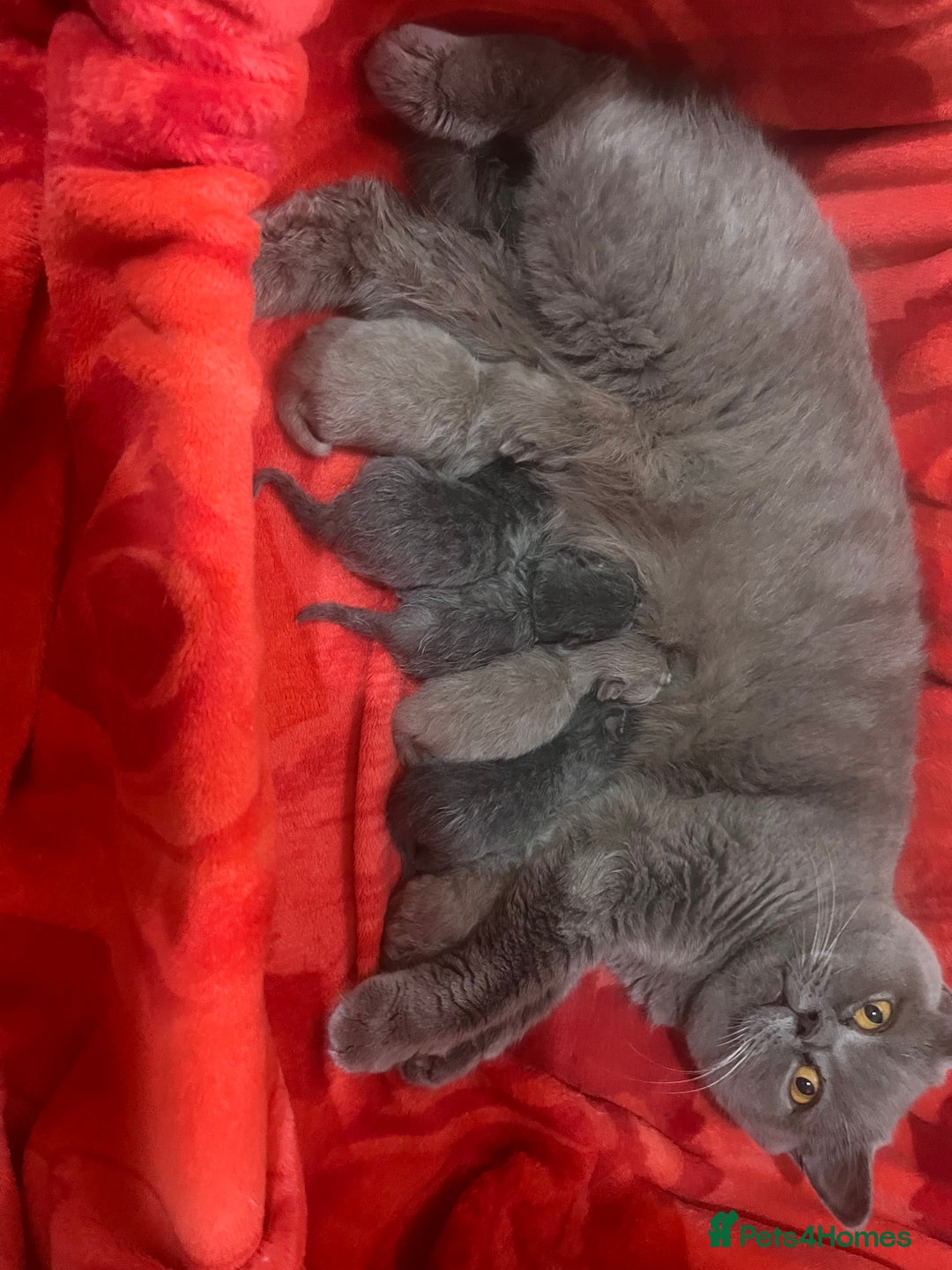 British Shorthair cats for sale: Little bundles of joy - Image 1