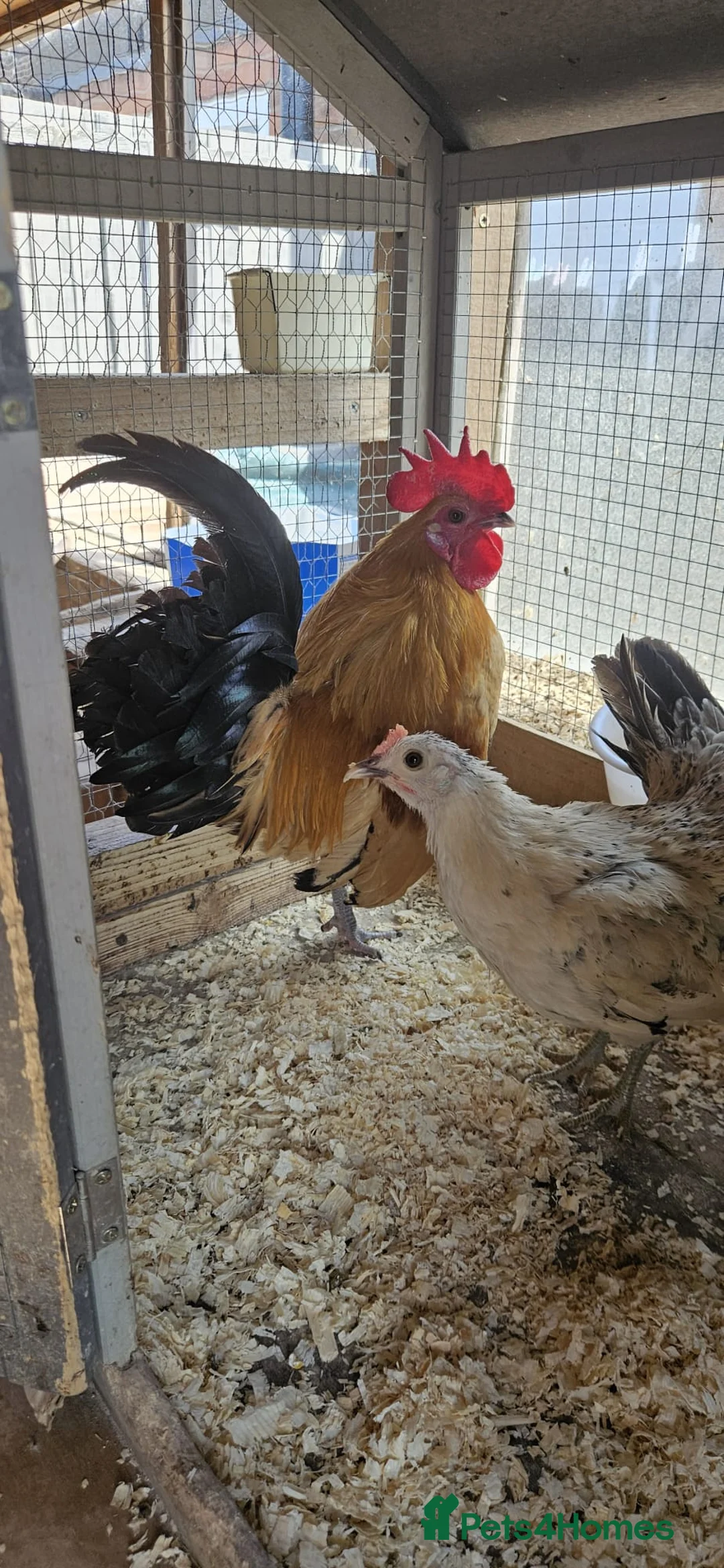Chickens poultry for sale: 🐓 Serama Bantam Chickens & Roosters 🐓 - Advert 2