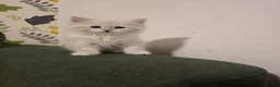 Siberian cats for sale: 4 Siberian Neva Masquerade kittens for seal - Advert 1