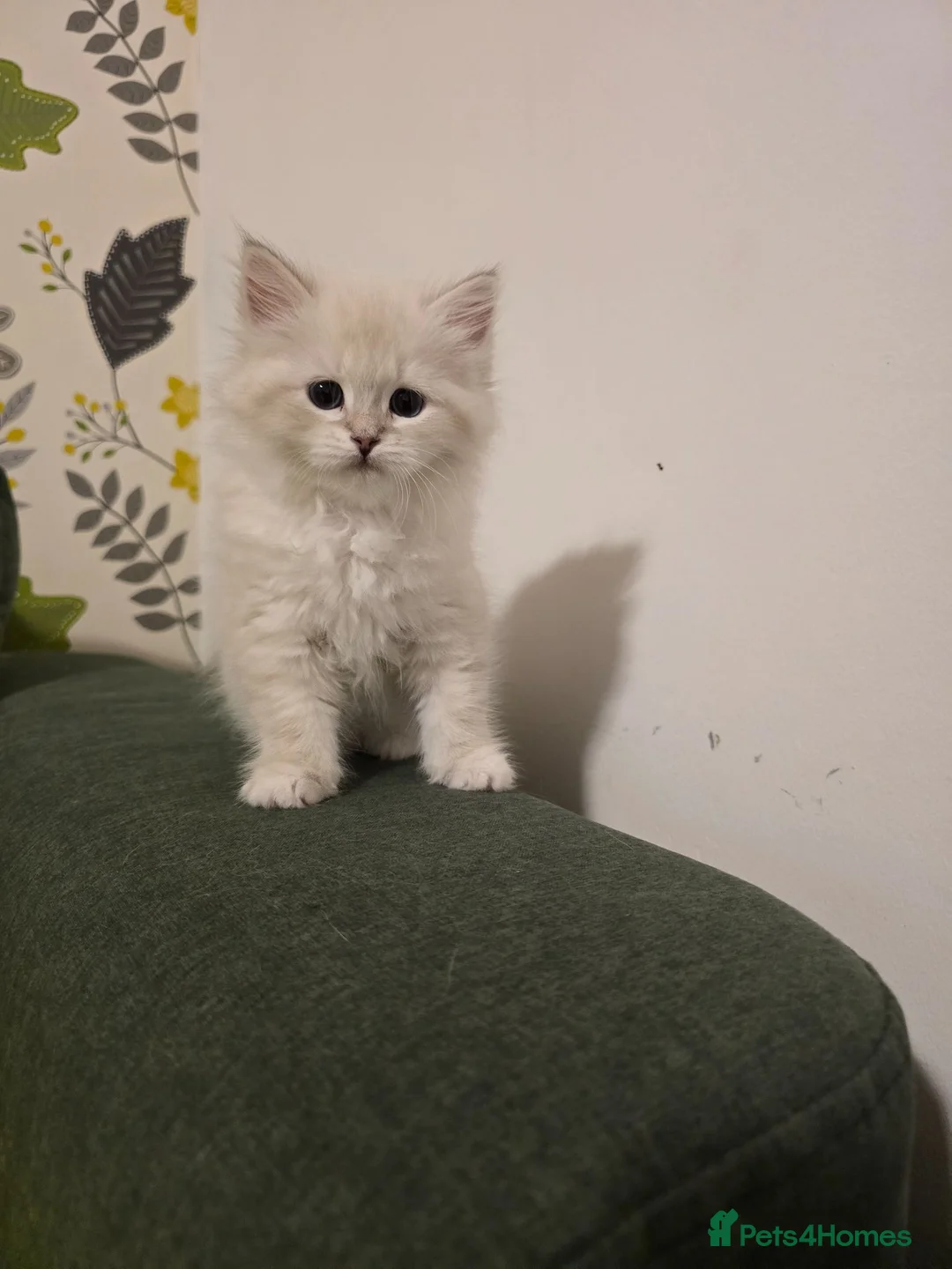 Siberian cats for sale: 4 Siberian Neva Masquerade kittens for seal - Advert 1