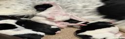 English Springer Spaniel dogs for sale: Full pedigree Springer spaniels  - Advert 6