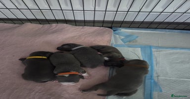 Staffordshire Bull Terrier dogs 5 staffordshire bull terrier puppies  - Advert 15