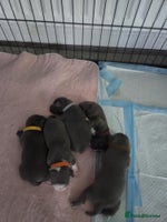 Staffordshire Bull Terrier dogs 5 staffordshire bull terrier puppies - Advert 6