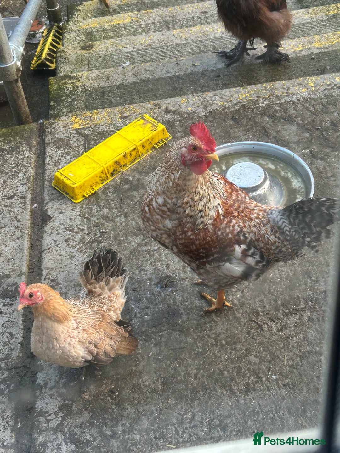 Mixed Breed poultry for sale: Mixed poultry!  - Advert 7
