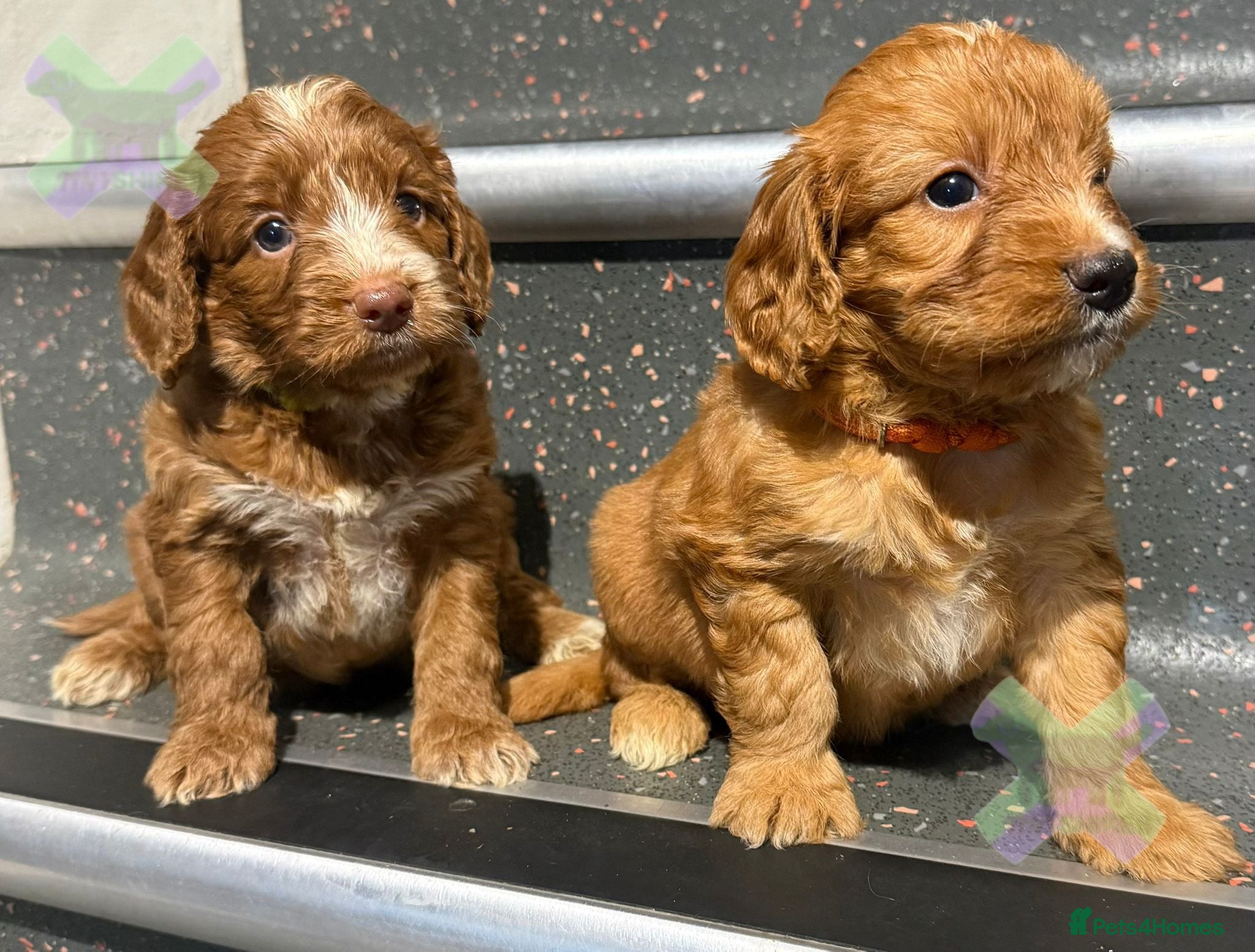 Cockapoo dogs F1 Apricots and fox reds mini cockapoos 30 dna clr - Advert 2