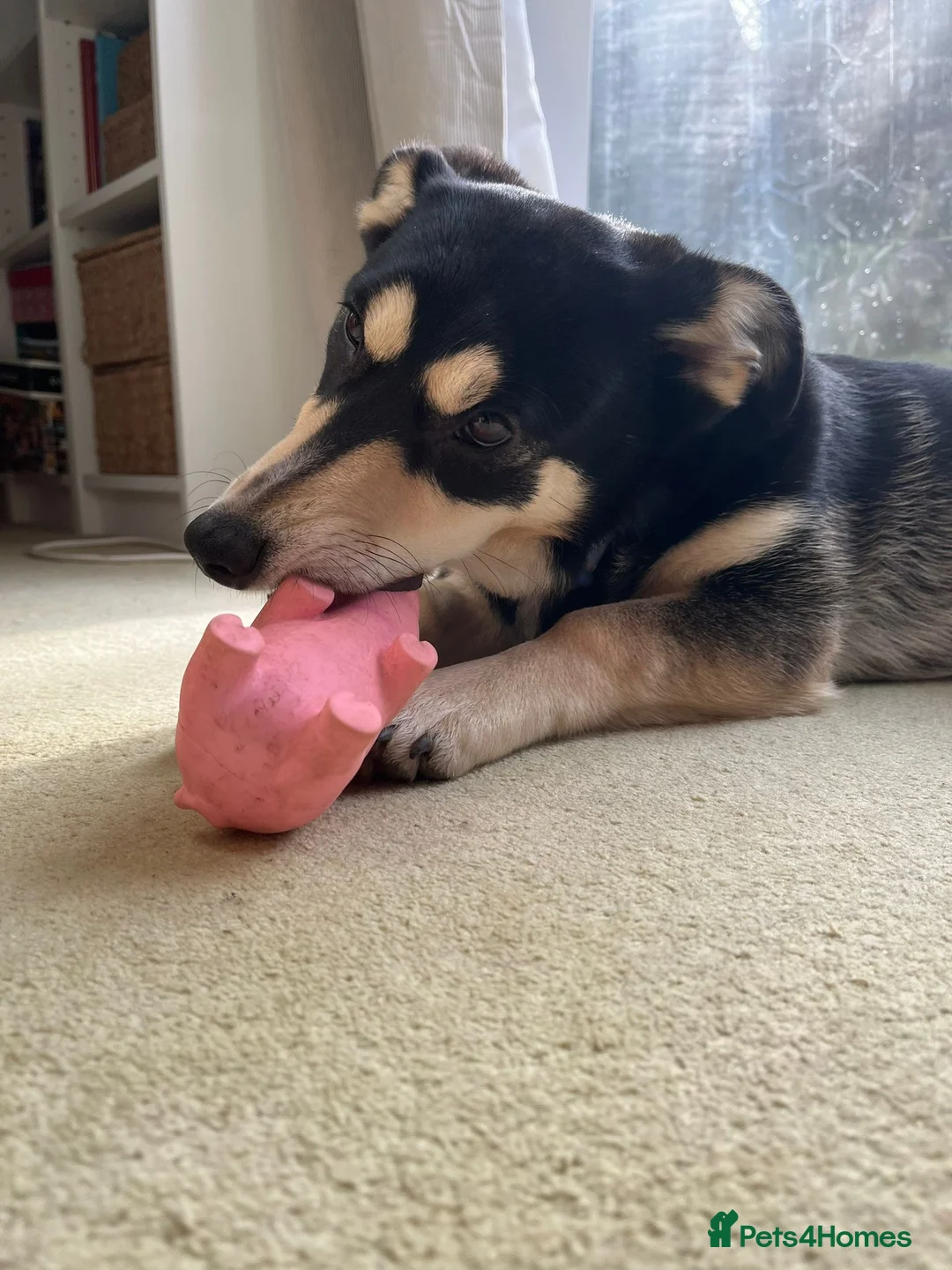 Mixed Breed dogs for adoption: ❤️LADY&DORI❤️ Small Gentle and Social Sisters - Advert 4