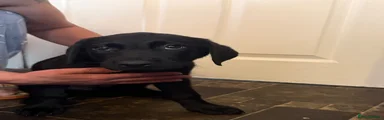 Labrador Retriever 1