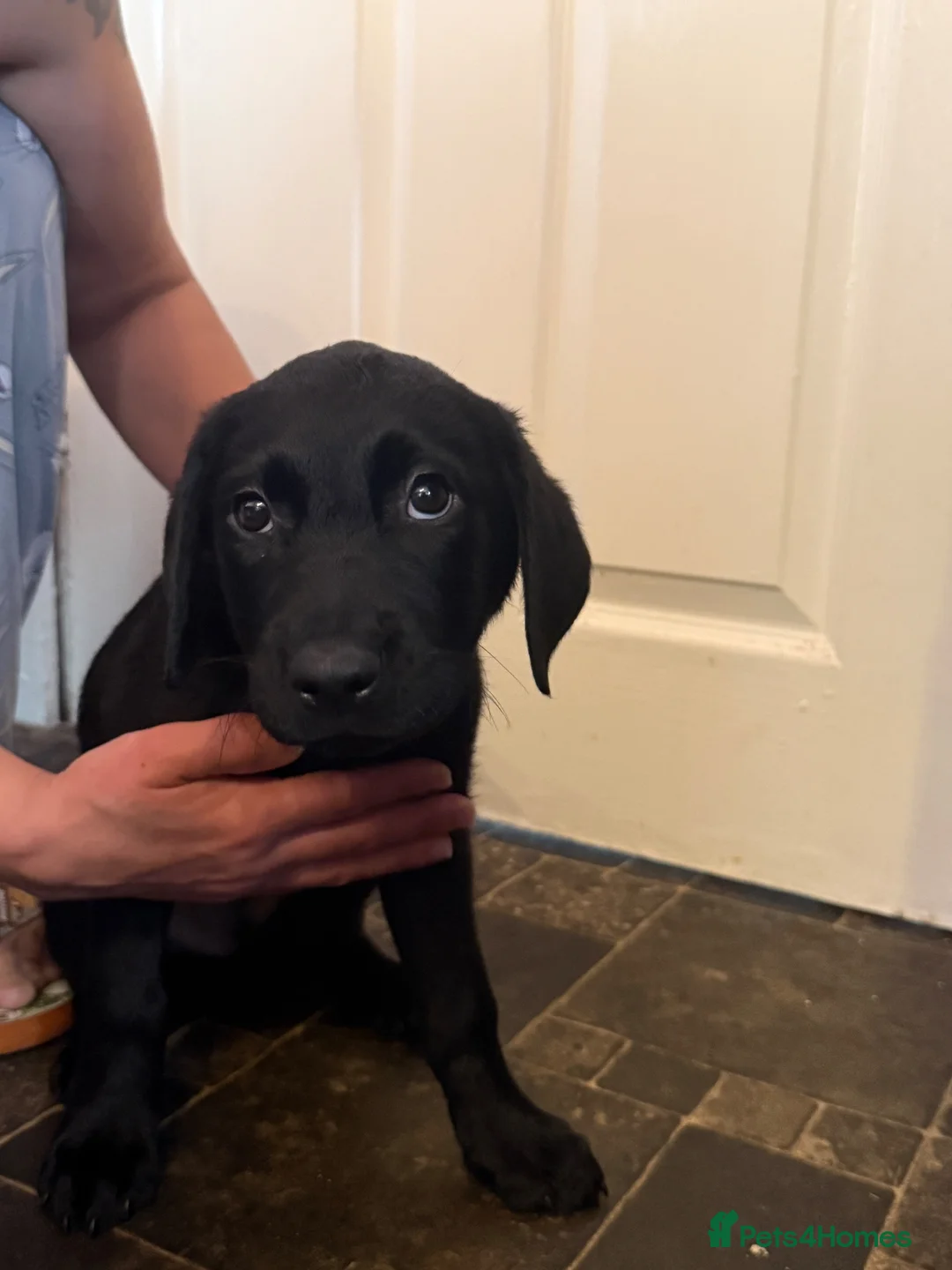 Labrador Retriever dogs for sale: Labrador puppies looking for a forever home - Advert 2