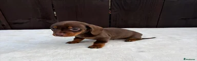 Miniature Dachshund 1