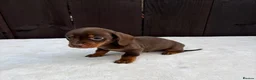 Miniature Dachshund dogs for sale: Dachshund puppies 2 boys 1 girl  - Advert 4