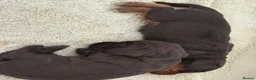 Cocker Spaniel dogs for sale: GORGEOUS WORKING COCKER SPANIEL PUPPIES - Advert 3