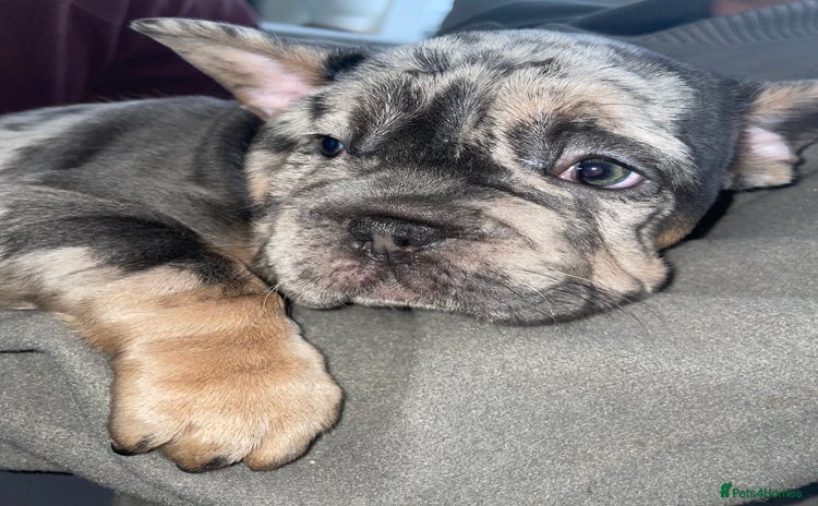 French Bulldog dogs - Advert 5