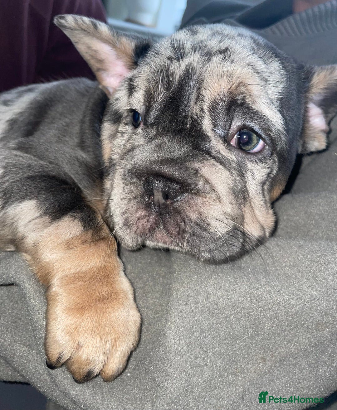 French Bulldog dogs for sale: Only 2 boys left!! KC frenchies carrying fluffy  - Image 1