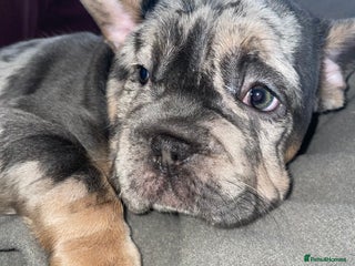 French Bulldog dogs - Advert 9