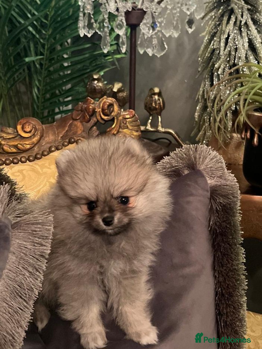 Pomeranian dogs for sale: K C registered beautiful Pomeranians - Advert 17