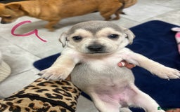 Chiweenie dogs for sale: CHIWEENIE PUPS READY 10TH NOVEMBER  - Image 21