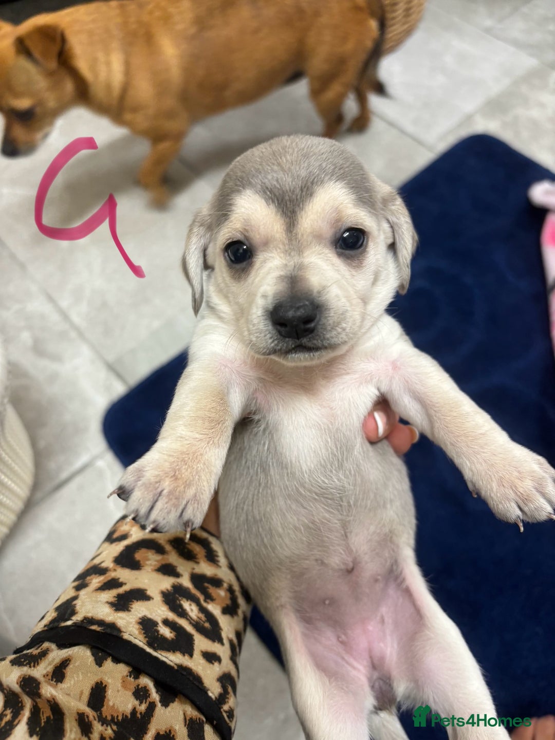 Chiweenie dogs for sale: CHIWEENIE PUPS READY 10TH NOVEMBER  - Image 21