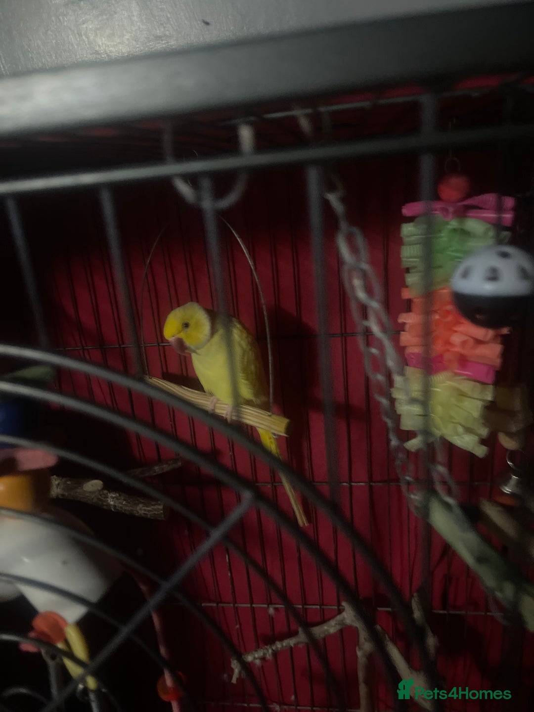 Parrots birds for sale: Indian ring neck  - Image 5
