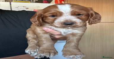 Cocker Spaniel dogs - Advert 7