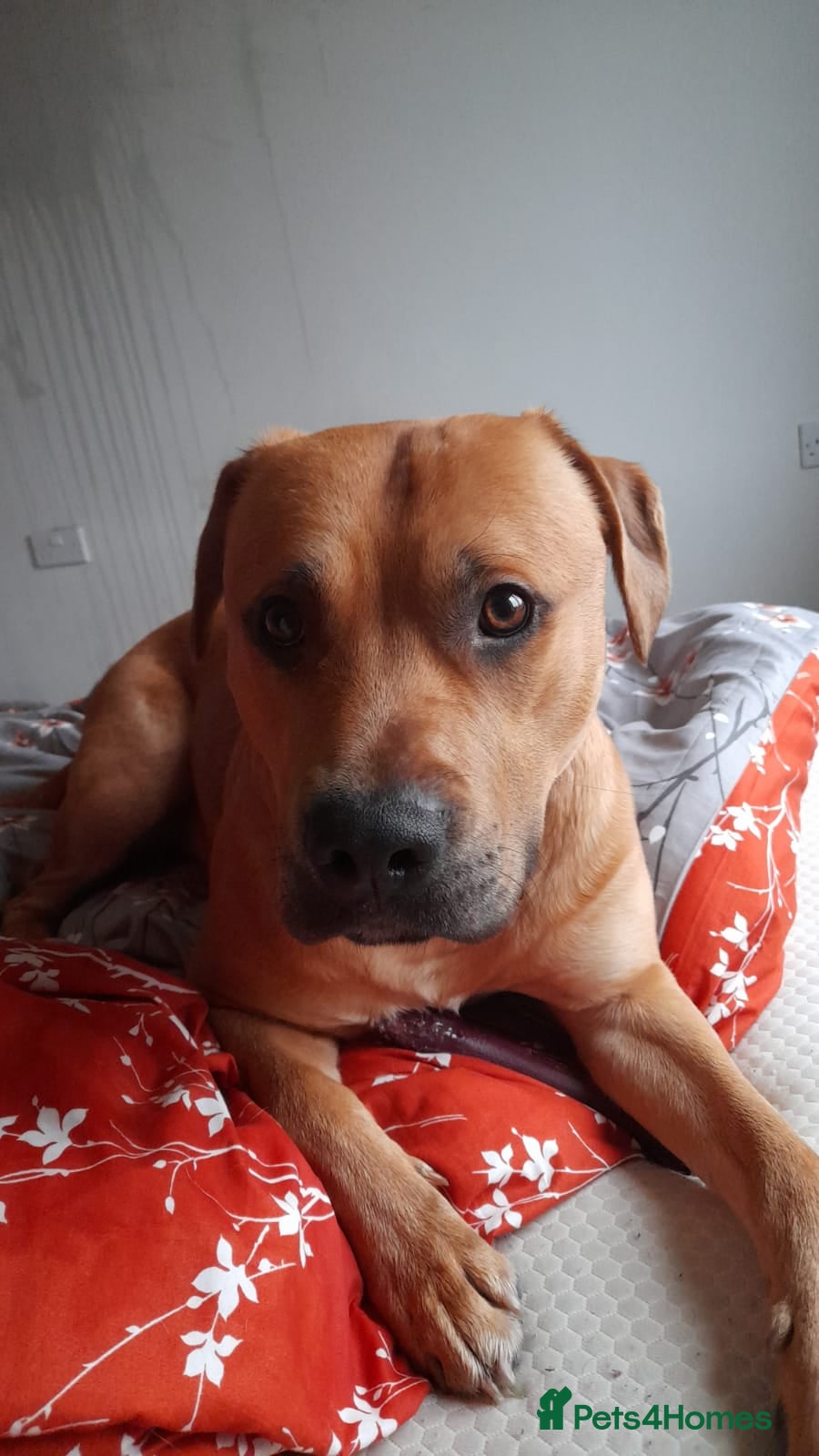 Mixed Breed dogs 1 year old Louis  - Advert 16