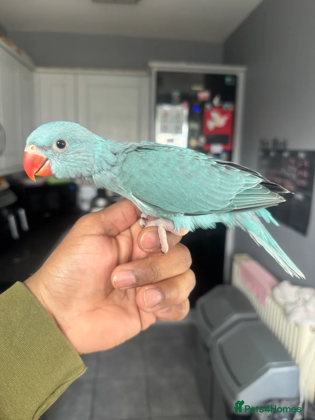 Parrots birds for sale: Handreared Indian Ringneck Babies  - Advert 2