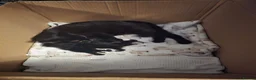 Mixed Breed cats for sale: 4 Kittens ready for rehoming. in Peterborough - Advert 1