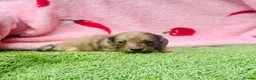 Miniature Dachshund dogs for sale: Long haired miniature dachshund puppies - Advert 20