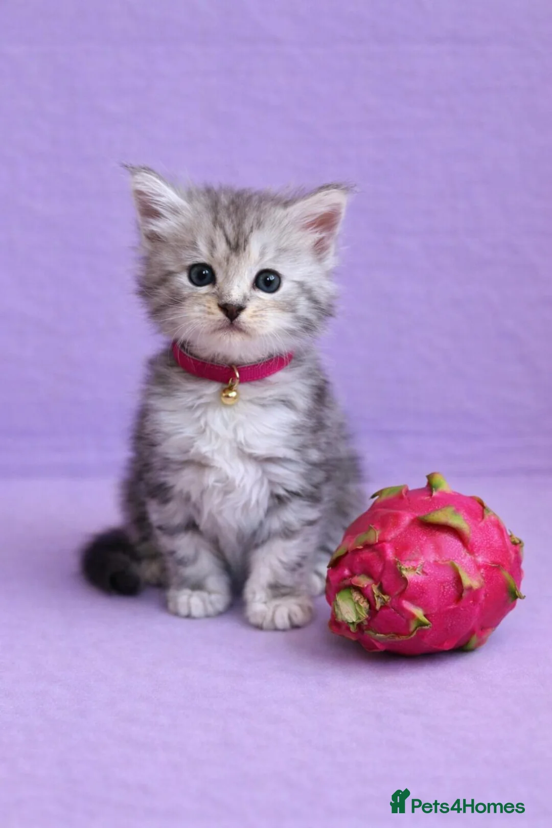 Maine Coon cats for sale: Beautiful Silver tabby Maine coon girls - Advert 13