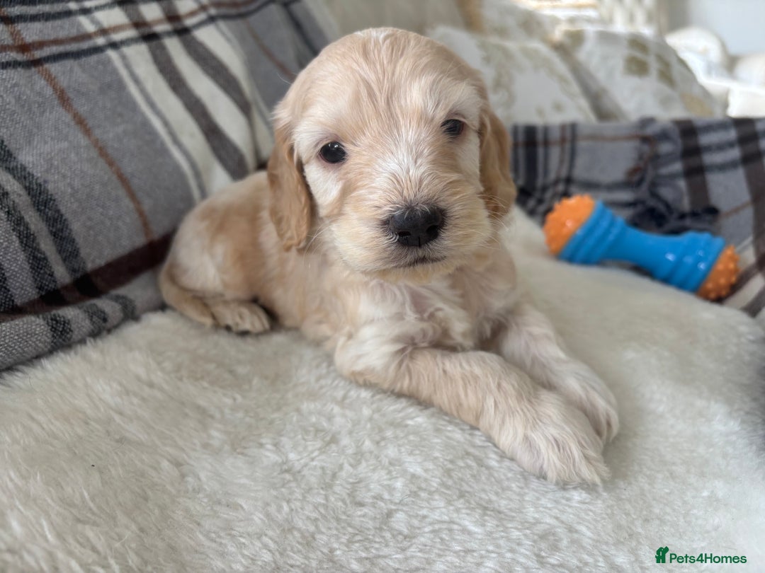 Cockapoo dogs for sale:  🐾SHOW TYPE F1 COCKAPOO PUPPIES 4 BOYS 2 GIRLS 🐾 - Image 5