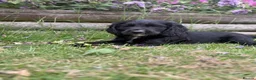 Cocker Spaniel dogs for sale: Cute cocker spaniel babies  in Newport - Advert 17