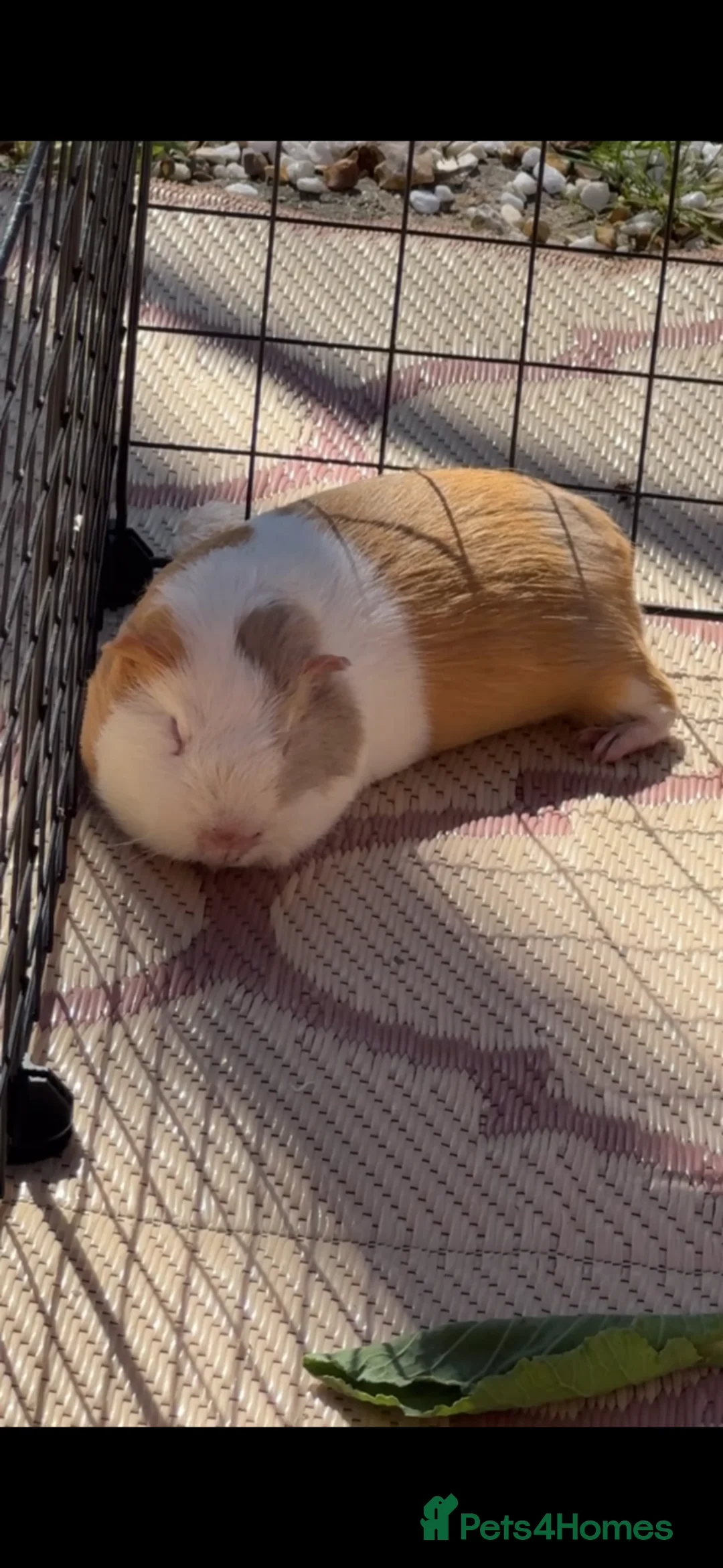 Guinea Pig rodents for sale: Rosette Teddy X US Smooth Pair - Advert 1