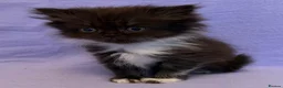 British Shorthair cats for sale: British shorthair X Persian kittens  - Advert 13