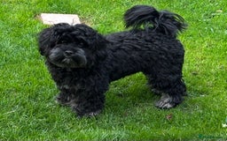Maltipoo dogs for sale: Maltipoo - 7 month old boy - Advert 6