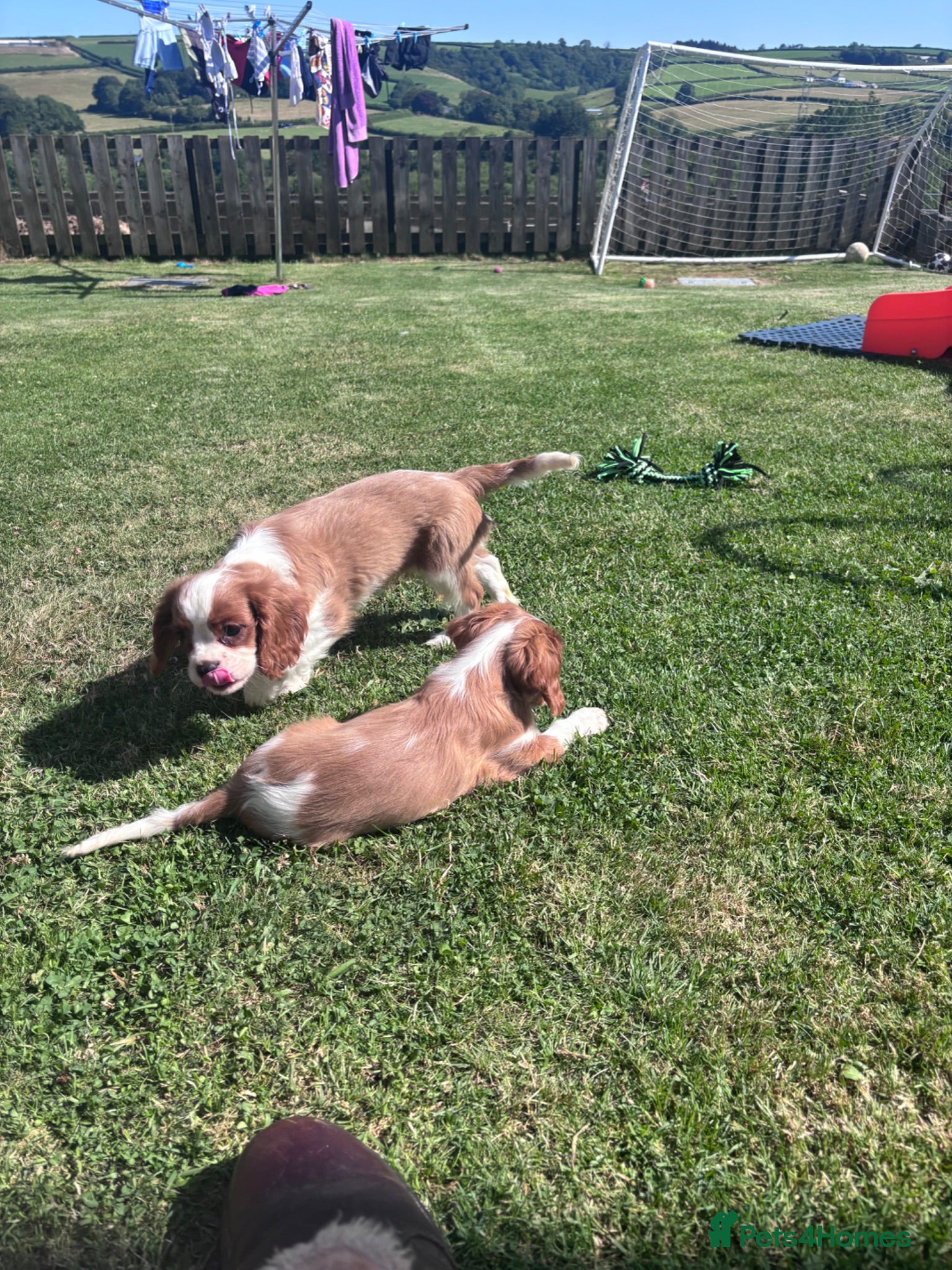 Cavalier King Charles Spaniel dogs Gorgeous chunky little puppies READY now - Advert 2