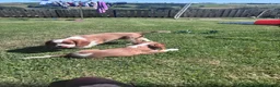 Cavalier King Charles Spaniel dogs for sale: Gorgeous chunky little puppies READY now - Advert 3