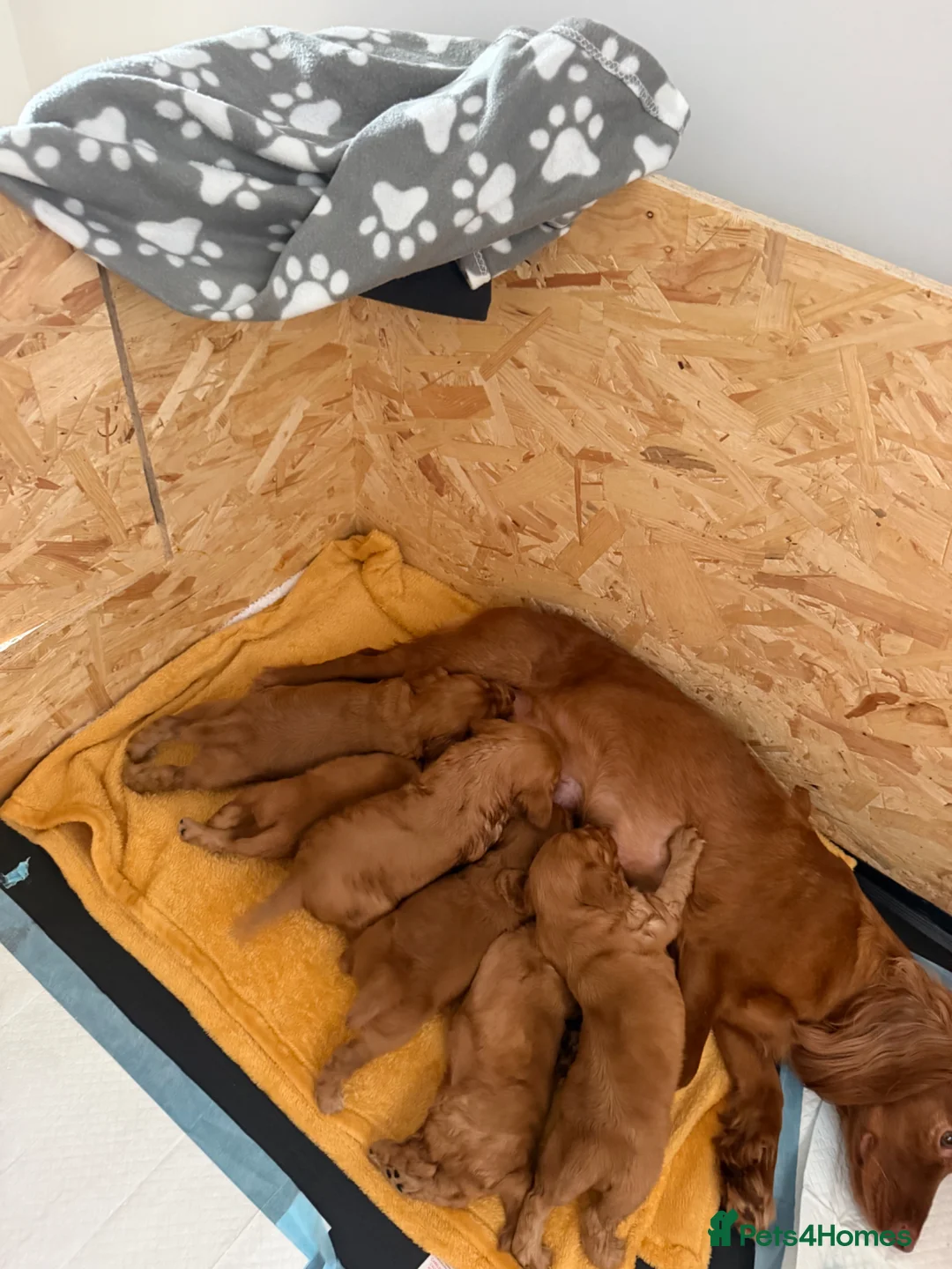 Cocker Spaniel dogs for sale: Red KC reg working cocker spaniels  in Sunderland - Advert 1