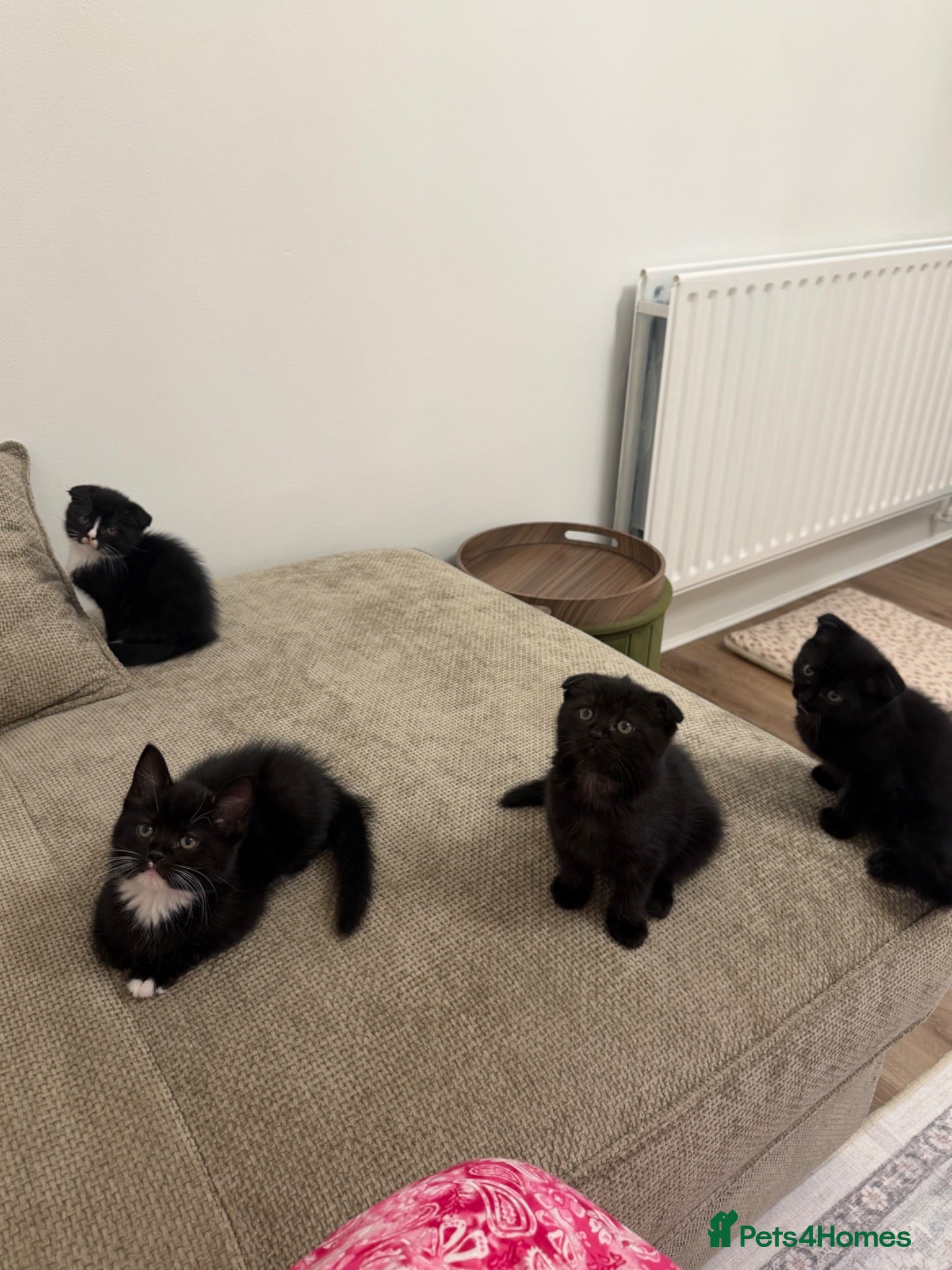 Scottish Fold cats Beautiful kittens for sale  - Advert 18