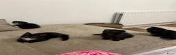 Scottish Fold cats for sale: Beautiful British shorthair kittens for sale  in Romford - Advert 3