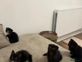 Scottish Fold cats Beautiful kittens for sale - Advert 18