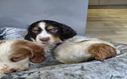 Sprocker dogs for sale: *BEAUTIFUL SPROKER PUPPIES * - Advert 10