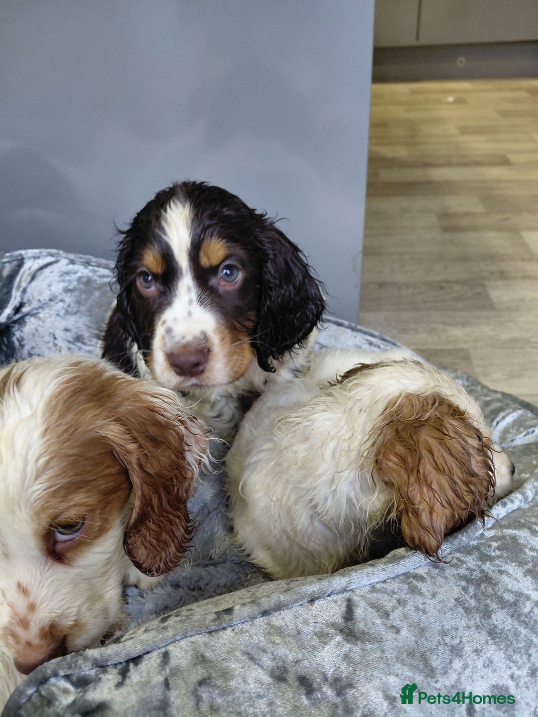 Sprocker dogs for sale: *BEAUTIFUL SPROKER PUPPIES * - Advert 10