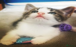 Mixed Breed cats for sale: 3 beautiful kittens available - Image 29