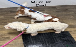 Cavapoochon dogs for sale: ⭐️1 CAVAPOOCHON in Cheshire (KC DAD) ready now✅ - Image 17