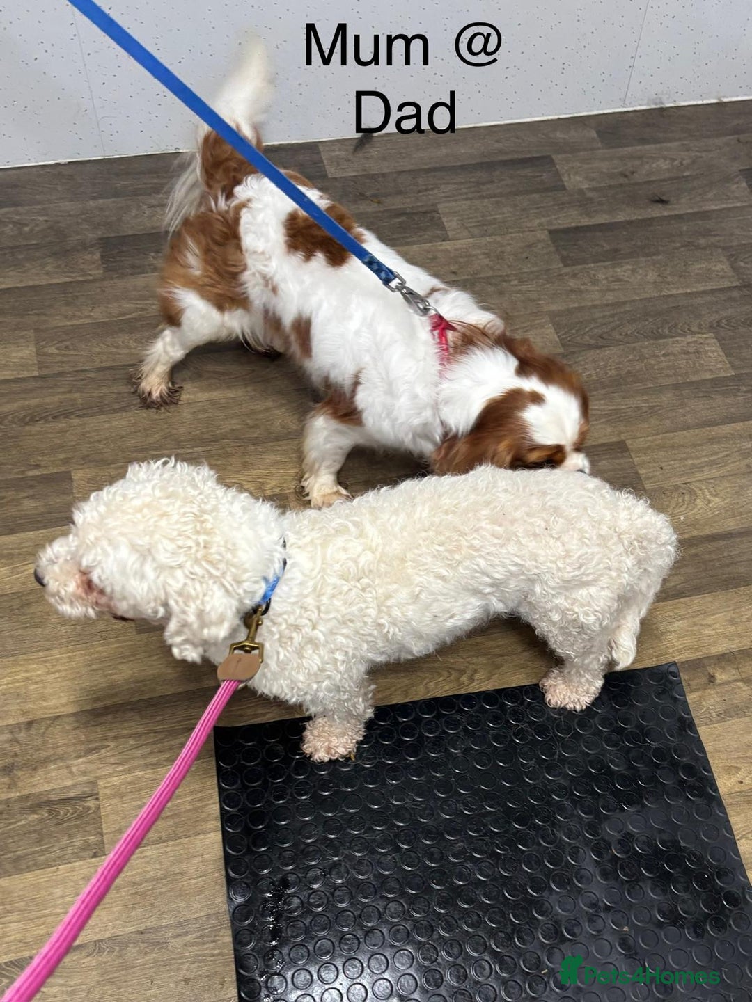 Cavapoochon dogs for sale: ⭐️1 CAVAPOOCHON in Cheshire (KC DAD) ready now✅ - Image 17