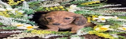 Miniature Dachshund dogs for sale: Stunning kc reg miniture dachshund in Deal - Advert 15