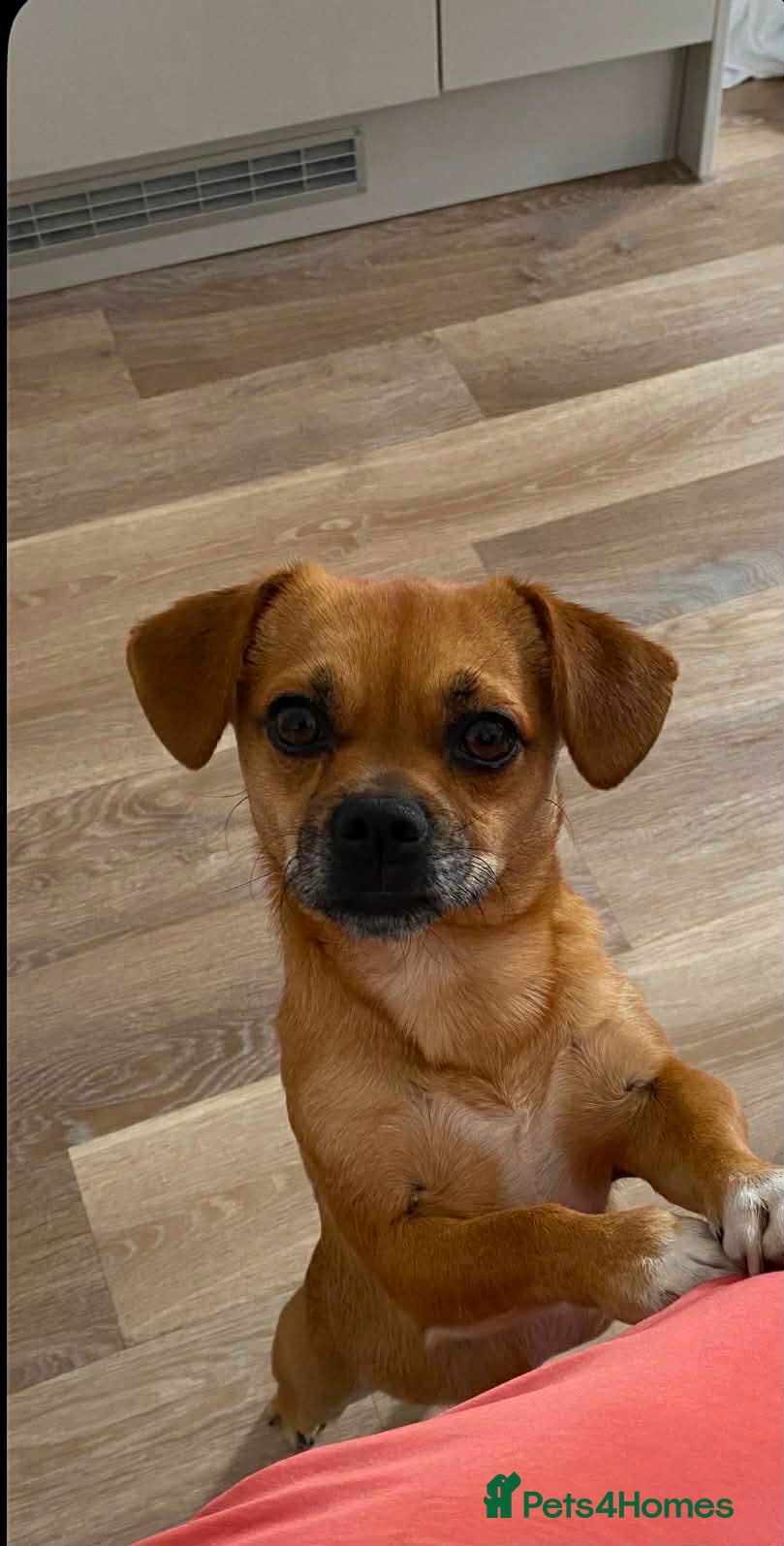Mixed Breed dogs Speedy - Advert 2